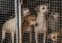 सुप्रीम कोर्ट ने दिल्ली-एनसीआर आवारा कुत्ता मामला विशेष पीठ को सौंपा, कल होगी सुनवाई dog