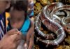भोपाल: 3 साल की मासूम बच्ची को सांप ने 3 बार डंसा, 24 घंटे में लगे 40 इंजेक्शन Madhya Pradesh