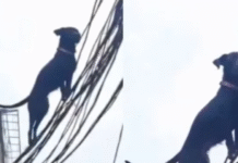 कौन है वो शख्स जिसके जर्मन शेफर्ड ने आवारा कुत्ते से बचाई बच्चों की जान, देखें वीडियो Rishikesh Dogesh Bhai Video