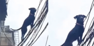 कौन है वो शख्स जिसके जर्मन शेफर्ड ने आवारा कुत्ते से बचाई बच्चों की जान, देखें वीडियो Rishikesh Dogesh Bhai Video