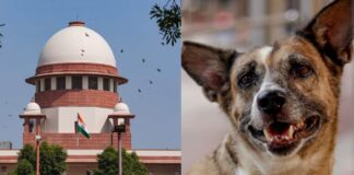 आवारा कुत्तों के मामले में SC ने सुरक्षित रखा फैसला, स्थानीय अधिकारियों को लगाई फटकार आवारा कुत्तों के मामले में SC ने सुरक्षित रखा फैसला