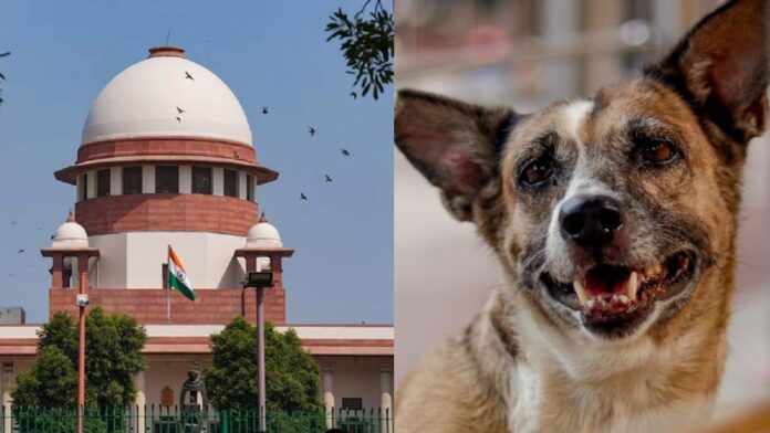 आवारा कुत्तों के मामले में SC ने सुरक्षित रखा फैसला