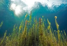 समुद्र तल में ताजे पानी का भंडार, क्या यह हल करेगा भविष्य का पेयजल संकट? Fresh Water Under Ocean
