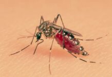 ब्राजील के कुरितिबा में शुरू हुई दुनिया की सबसे बड़ी ‘मच्छर फैक्ट्री’, डेंगू से जंग लड़ने का अनोखा हथियार Brazil Mosquito Factory