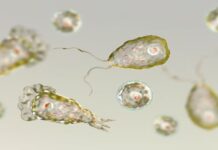 केरल में ब्रेन इंटिंग अमीबा का कहर, अब तक 19 की मौत, जानें क्या है ये दुर्लभ बीमारी