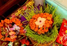 नवरात्रि में बोए गए जौ का पूजा के बाद उपयोग: धार्मिक मान्यताएं और परंपराएं What to do with Jware after Navratri