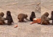 वायरल बंदर पंच की जिंदगी में आया ट्विस्ट: गर्लफ्रेंड मिली, वीडियो में दिखा प्यार का जादू