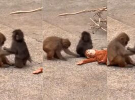 वायरल बंदर पंच की जिंदगी में आया ट्विस्ट: गर्लफ्रेंड मिली, वीडियो में दिखा प्यार का जादू