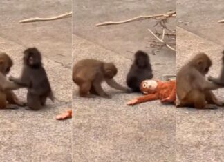 वायरल बंदर पंच की जिंदगी में आया ट्विस्ट: गर्लफ्रेंड मिली, वीडियो में दिखा प्यार का जादू