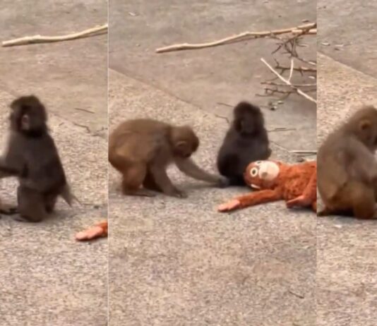 वायरल बंदर पंच की जिंदगी में आया ट्विस्ट: गर्लफ्रेंड मिली, वीडियो में दिखा प्यार का जादू