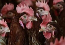 कर्नाटक में बर्ड फ्लू की एंट्री! हजारों मुर्गियां मारी गईं, प्रशासन अलर्ट