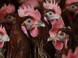 कर्नाटक में बर्ड फ्लू की एंट्री! हजारों मुर्गियां मारी गईं, प्रशासन अलर्ट