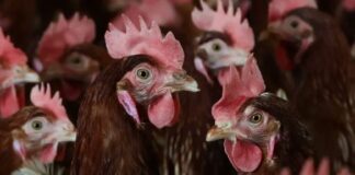 कर्नाटक में बर्ड फ्लू की एंट्री! हजारों मुर्गियां मारी गईं, प्रशासन अलर्ट