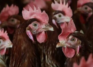 कर्नाटक में बर्ड फ्लू की एंट्री! हजारों मुर्गियां मारी गईं, प्रशासन अलर्ट