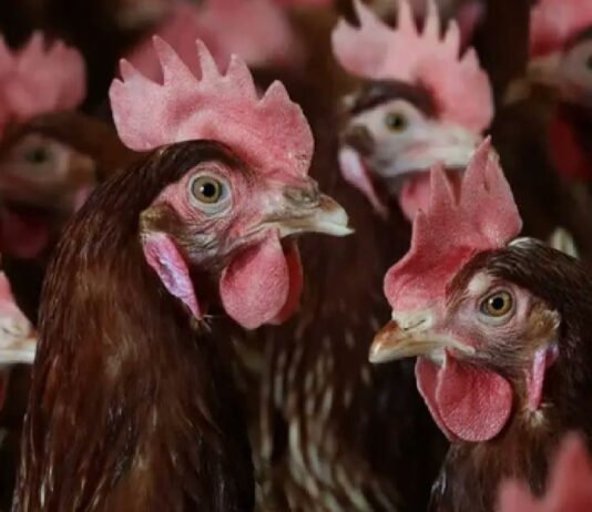 कर्नाटक में बर्ड फ्लू की एंट्री! हजारों मुर्गियां मारी गईं, प्रशासन अलर्ट