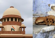 आवारा कुत्तों के मुद्दे पर पंजाब सरकार का बड़ा फैसला, पूरे राज्य में लागू होंगे सुप्रीम कोर्ट के निर्देश Supreme Court Street dog