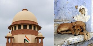 आवारा कुत्तों के मुद्दे पर पंजाब सरकार का बड़ा फैसला, पूरे राज्य में लागू होंगे सुप्रीम कोर्ट के निर्देश Supreme Court Street dog
