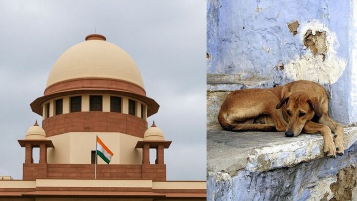 Supreme Court Street dog Supreme Court Street dog