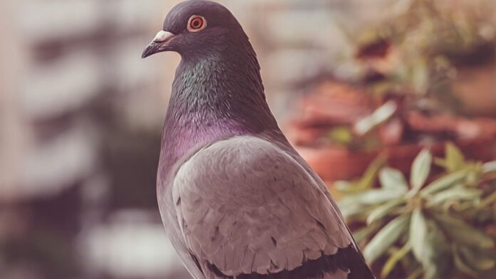 pigeon control tips pigeon control tips