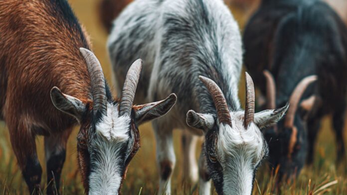 Meta AI Eid ul Adha 2026, Goat And Bull prices 2026