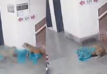 कुत्ते को दबोचकर ले गया तेंदुआ, कैमरे में कैद हुआ हैरान कर देने वाला मंजर, देखें वीडियो Leopard Attack Viral Video