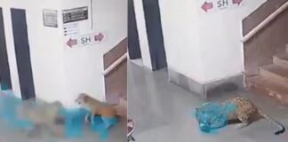 कुत्ते को दबोचकर ले गया तेंदुआ, कैमरे में कैद हुआ हैरान कर देने वाला मंजर, देखें वीडियो Leopard Attack Viral Video