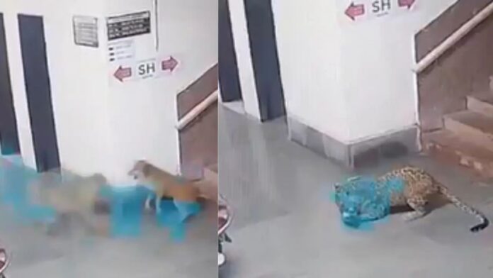 Leopard Attack Viral Video Leopard Attack Viral Video