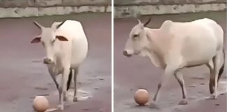 बच्चों के मैच के बीच फुटबॉलर बनी गाय, बॉल लेने के लिए बच्चों को करनी पड़ी मशक्कत, वीडियो वायरल Cow Football Video