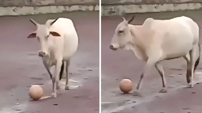 Cow Football Video Cow Football Video
