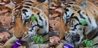 कान्हा टाइगर रिजर्व से आया हैरान करने वाला वीडियो, मुंह में बोतल दबाए चबाता दिखा बाघ Kanha Tiger Reserve