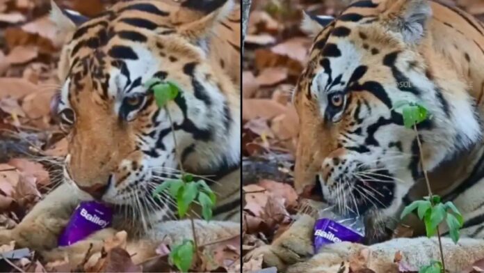 Kanha Tiger Reserve