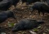 Crow Funerals: कौवों का अनोखा अंतिम संस्कार, लाश के पास बैठकर लगाते हैं मौत की वजह का पता Crow Funerals