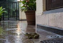 बारिश के मौसम में मेंढकों से छुटकारा पाना है आसान, अपनाएं ये ट्रिक्स Frog Control Tips