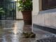 बारिश के मौसम में मेंढकों से छुटकारा पाना है आसान, अपनाएं ये ट्रिक्स Frog Control Tips