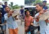 बिहार में मगरमच्छ को कंधे पर लेकर चलता दिखा युवक, VIDEO सोशल मीडिया पर वायरल Bihar Man Carries 4-Foot Crocodile on His Shoulder Video Viral