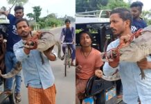 बिहार में मगरमच्छ को कंधे पर लेकर चलता दिखा युवक, VIDEO सोशल मीडिया पर वायरल Bihar Man Carries 4-Foot Crocodile on His Shoulder Video Viral
