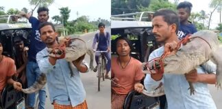 बिहार में मगरमच्छ को कंधे पर लेकर चलता दिखा युवक, VIDEO सोशल मीडिया पर वायरल Bihar Man Carries 4-Foot Crocodile on His Shoulder Video Viral