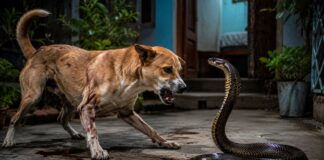 वफादारी की मिसाल! कोबरा से लड़ते-लड़ते कुत्ते ने मालिक के लिए दे दी जान Dog fought Cobra drove it away from house and sacrificed its life for its owner