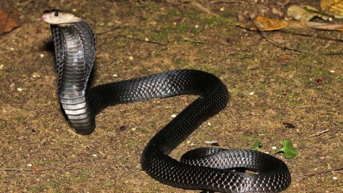 Snake At Home