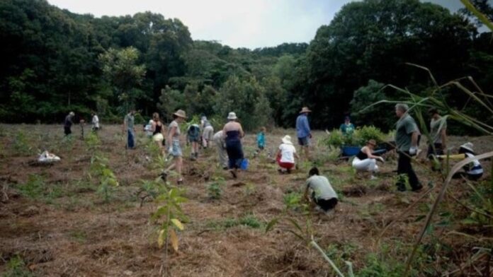 australian woman transfer empty land into forest australian woman transfer empty land into forest
