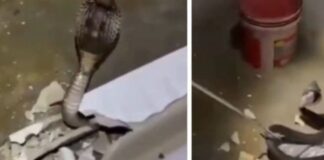 मंदिर का कपाट खुलते ही पुजारी के उड़ गए होश, सामने फन फैलाए खड़ा था 12 फीट का किंग कोबरा King Cobra rescue, Odisha temple snake, Ganjam Ratnei temple