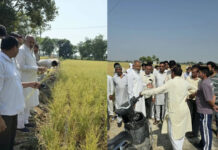 ओलावृष्टि से धान की फसल तबाह, किसानों को मुआवजा दिलाने के लिए आगे आए लक्ष्मण नापा