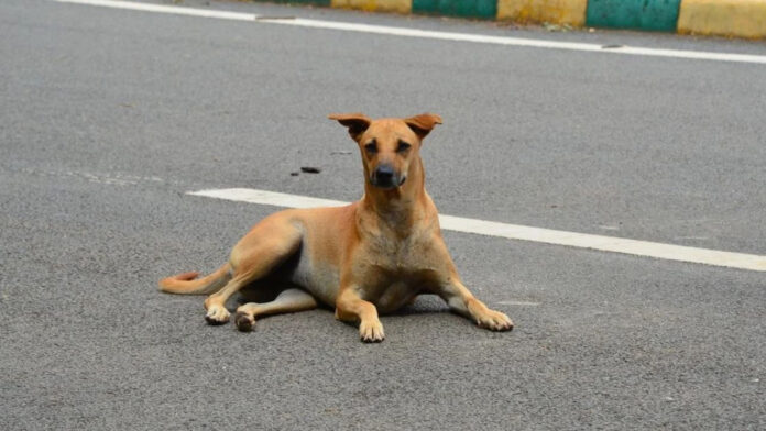 अमरोहा में फीमेल डॉग से घिनौनी हरकत, 3 बच्चों का पिता गिरफ्तार, बोला- 'वियाग्रा खाई थी'
